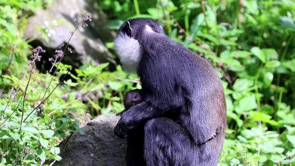 Tiny newborn monkey born at Edinburgh Zoo