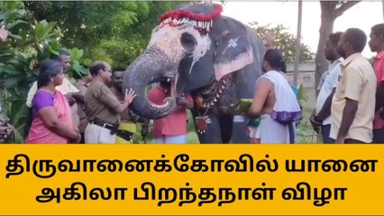 ஸ்ரீரங்கம் : திருவானைக்கோவில் யானை அகிலா பிறந்தநாள் கொண்டாட்டம்!