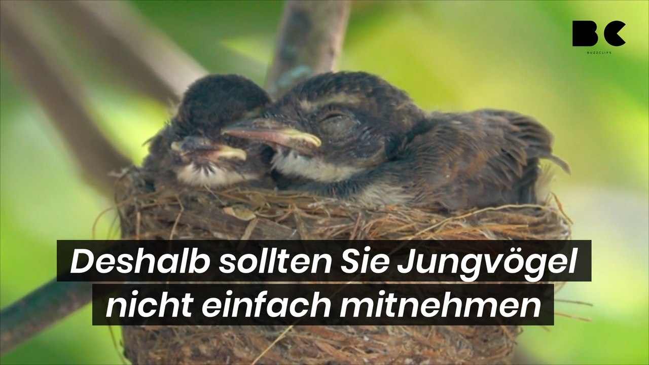 Deshalb sollten Sie Jungvögel nicht einfach mitnehmen