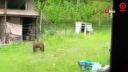 Bahçesine giren ayıları bağırarak kaçırdı