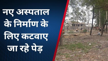 शामली: नए अस्पताल के भवन के लिए चढ़ाई जा रही हरे पेड़ों की बलि, काटे जा रहे 50 पेड़