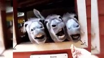 Poor Funny Hungry Donkeys, watch and enjoy.