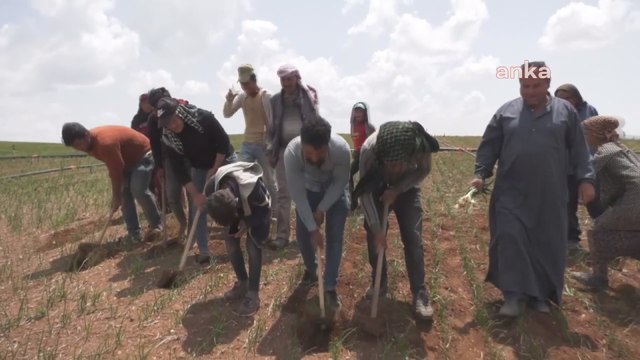 Mevsimlik işçilerden siyasilere çağrı: Oy kullanamıyorlar