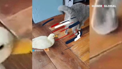 Kendi halinde gezen kediye sataşan kavgacı ördek, kahkahaya boğdu