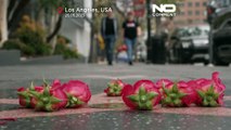 No Comment : des fleurs en hommage à Tina Turner sur le Hollywood Walk of Fame