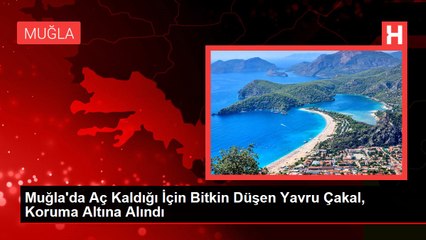 Muğla'da Aç Kaldığı İçin Bitkin Düşen Yavru Çakal, Koruma Altına Alındı