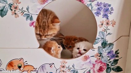 Kitten trying to get out of the nest . 26th day after birth