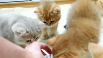 Kittens and cats reaction to the buzzing mouse _ Funny video
