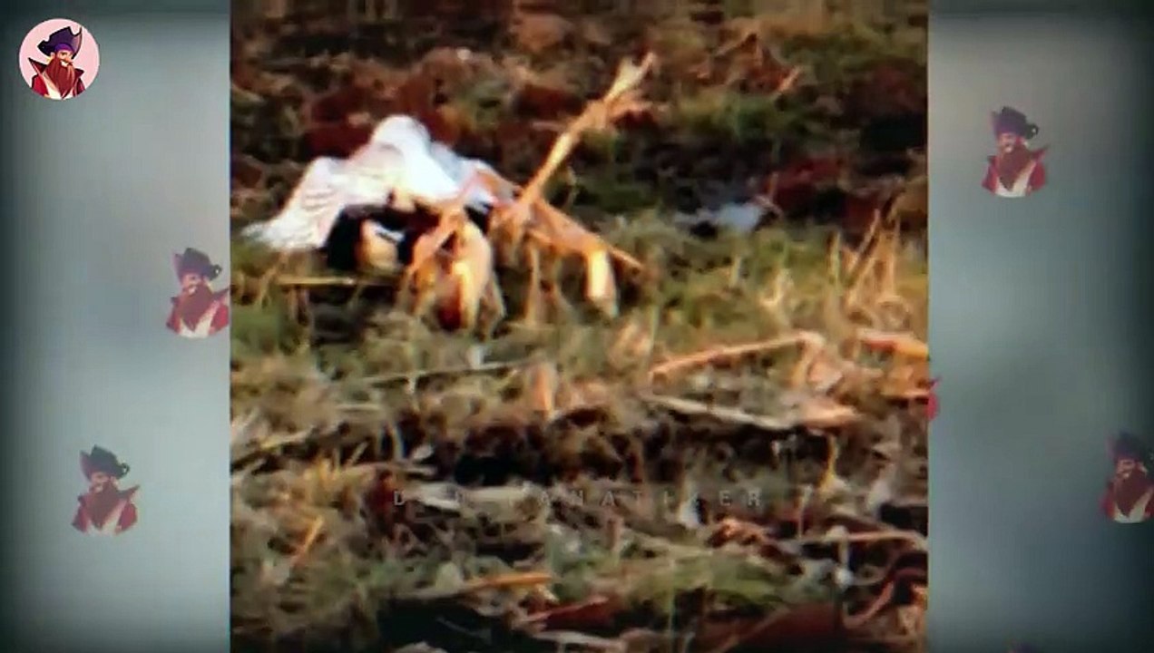 15 stille, kaltblütige Killer in Aktion!