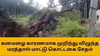 ஈரோடு: பலத்த காற்றுக்கு வேரோடு சாய்ந்த மரம்!