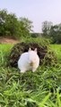 Cutest Rabbits - make mood happy clam relax your mind in morning  1  0