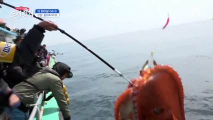 문어 폼 美쳤다. 수근이 잡은 역대급 크기의 문어! 한 마리로 세 테이블 해결★