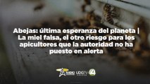 Abejas: última esperanza del planeta | La miel falsa, el otro riesgo para los apicultores
