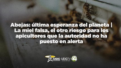 Abejas: última esperanza del planeta | La miel falsa, el otro riesgo para los apicultores