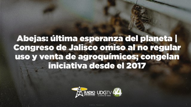 Abejas: última esperanza del planeta | Congreso de Jalisco omiso al no regular uso de agroquímicos