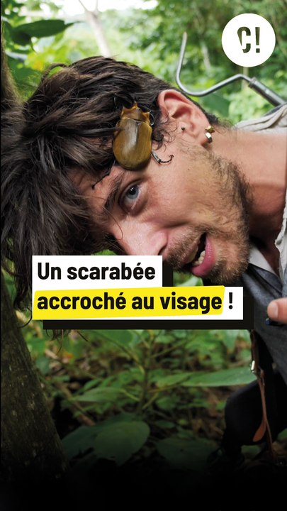 Ce scarabée est hyper BALÈZE