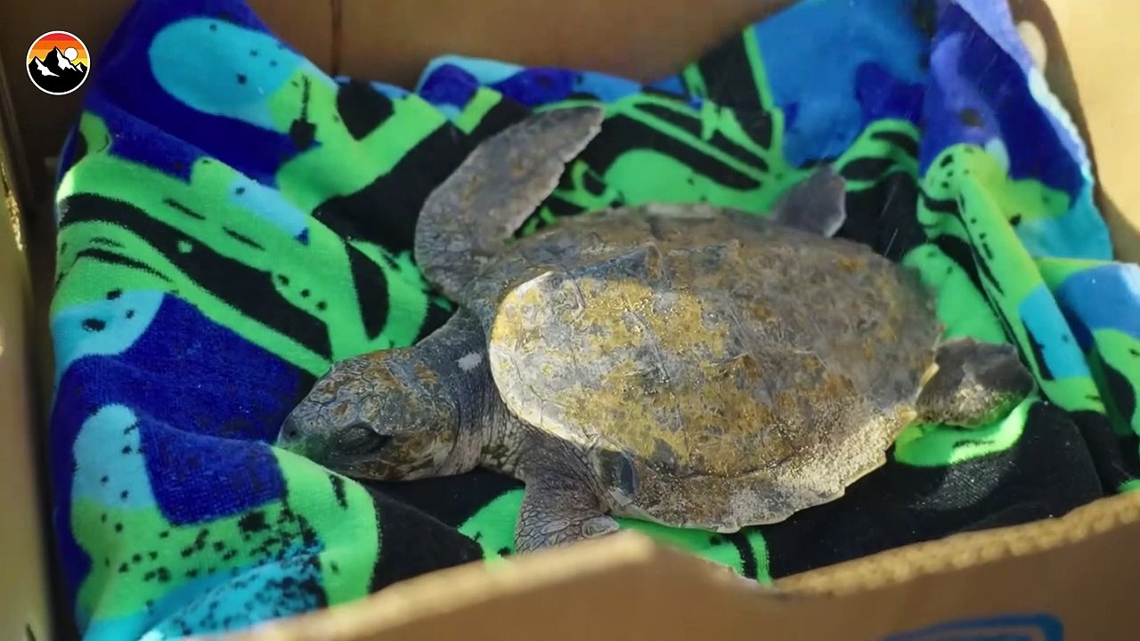 Cold Shocked Sea Turtles!