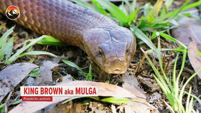 Deadly Snake Milking Gone Wrong!