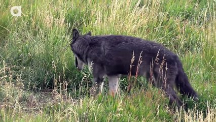 Wolf Pack Meets a Coyote!