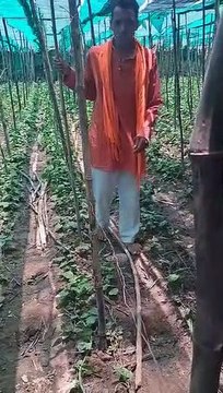 If the government did not help, the number of farmers reduced to 45 out of 250