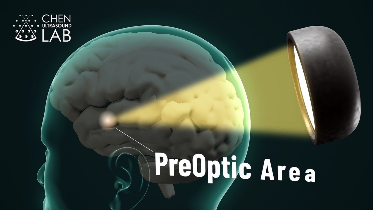 Ultrasonidos inducen un estado de hibernación en ratones y ratas