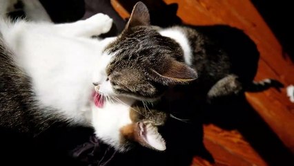 Funny Animal videos | funny dogs video | funny cats | funny cats and dogs | Funny Top Animals