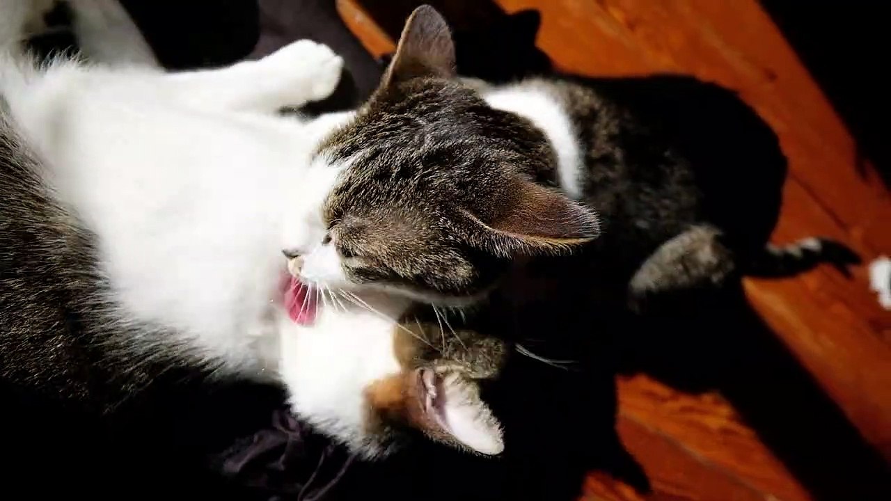 Funny Animal videos | funny dogs video | funny cats | funny cats and dogs | Funny Top Animals
