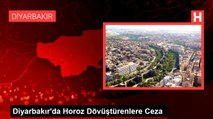 Diyarbakır'da Horoz Dövüştürenlere Ceza