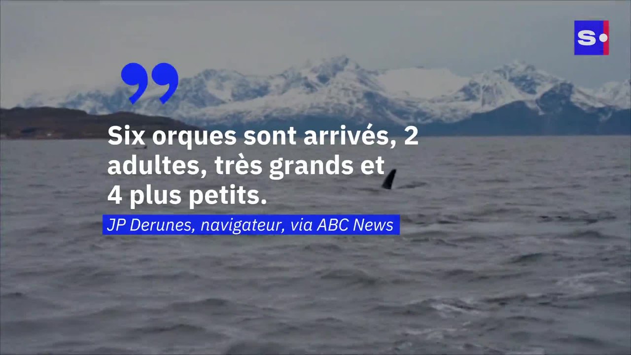 Des orques tueurs organisent des attaques de voiliers selon certains observateurs