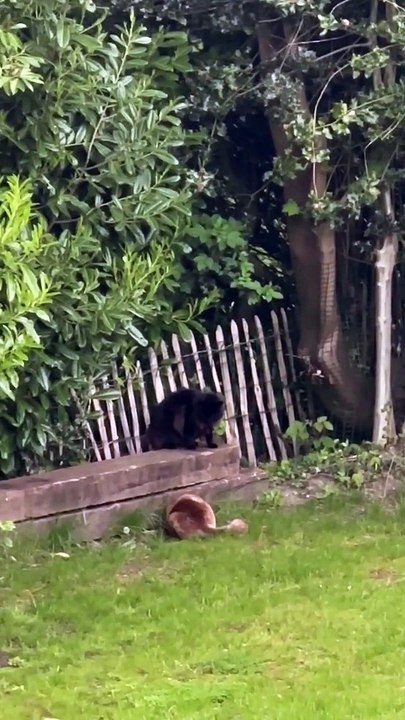 Chat et renard rencontre