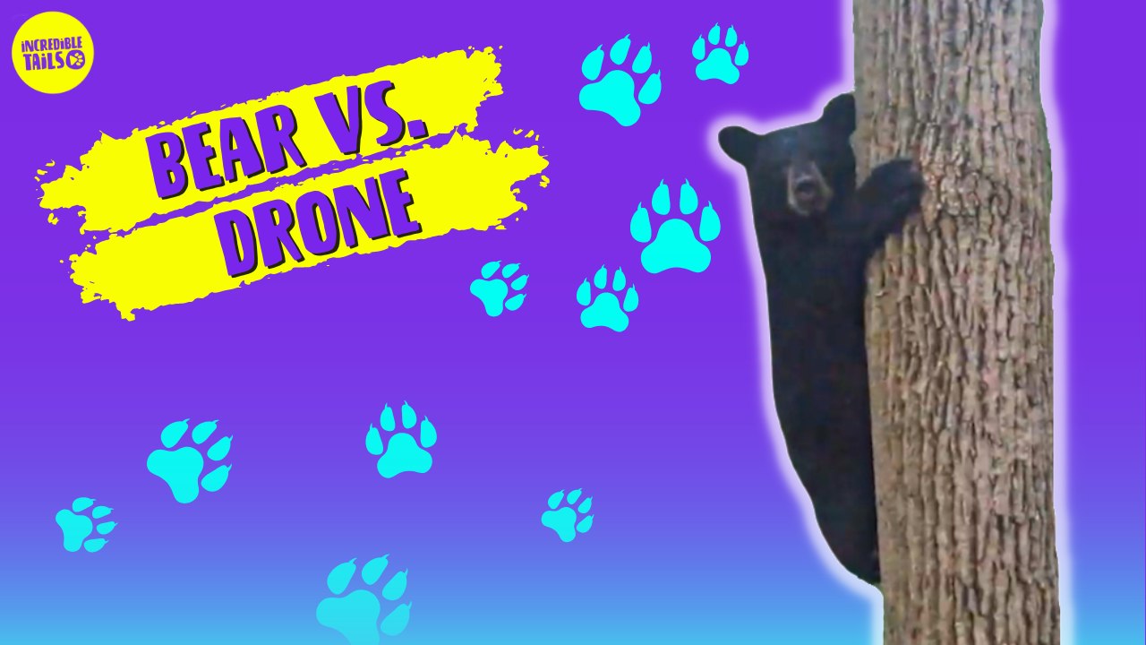 TERRIFIED BEAR scared off by Drone!