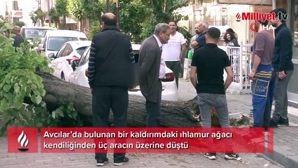 Dev ağacın araçların üzerine devrilme anı kamerada