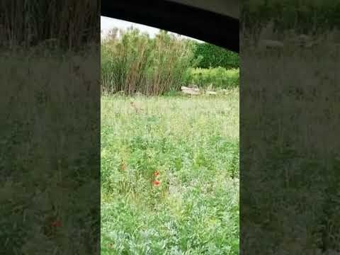 Un loup a été aperçu ce matin à Cavaillon, au pied de la colline Saint-Jacques