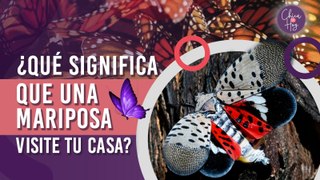 ¿Una mariposa llegó a tu casa? Te contamos el significado