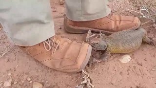 hunting trip: I caught a lizard and I got stung by a scorpion
