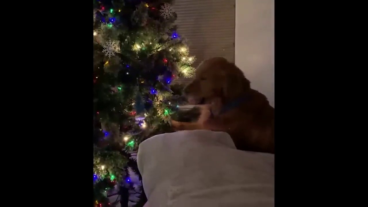 This Video Can Make Your DAY