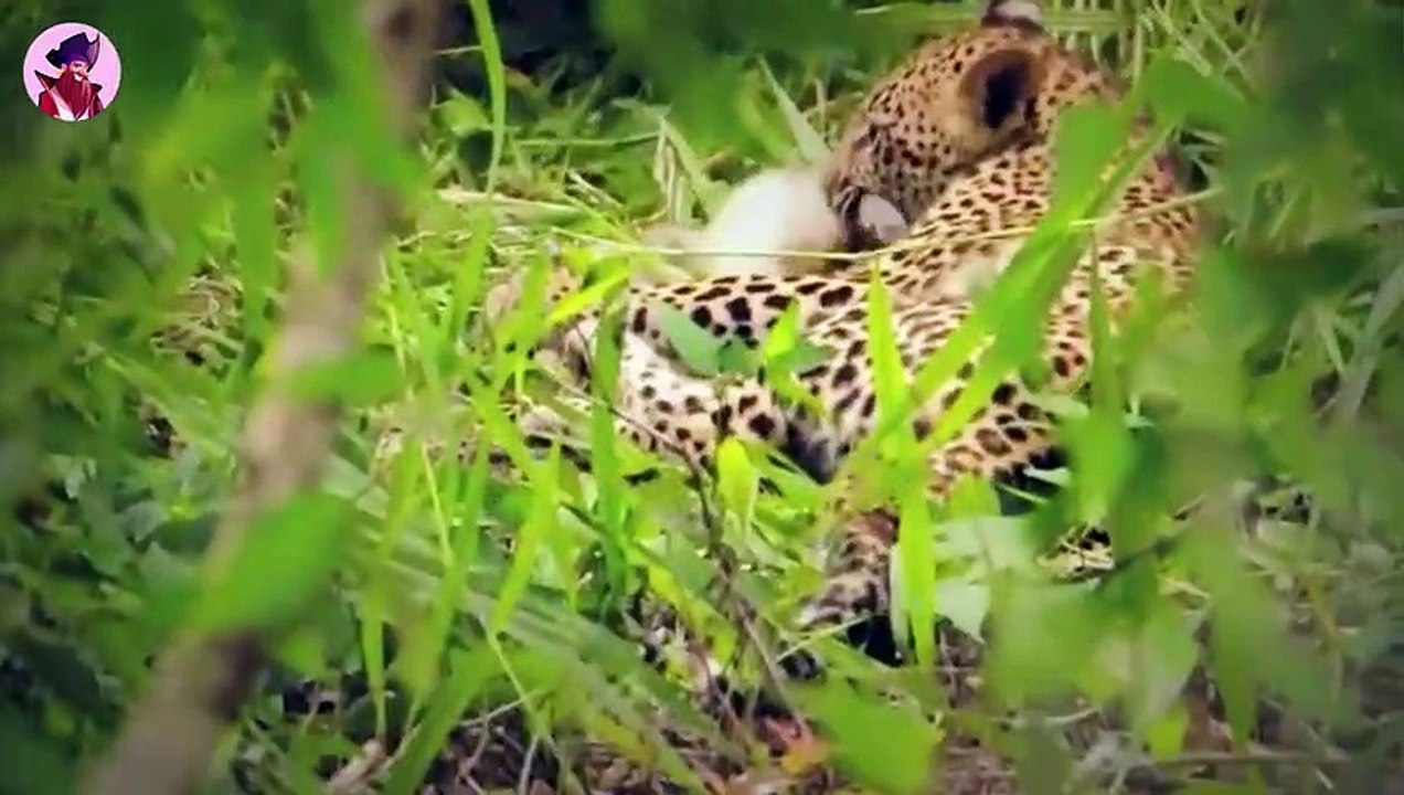 45 herzzerreißende Momente, in denen Tiere brutal auseinandergerissen wurden