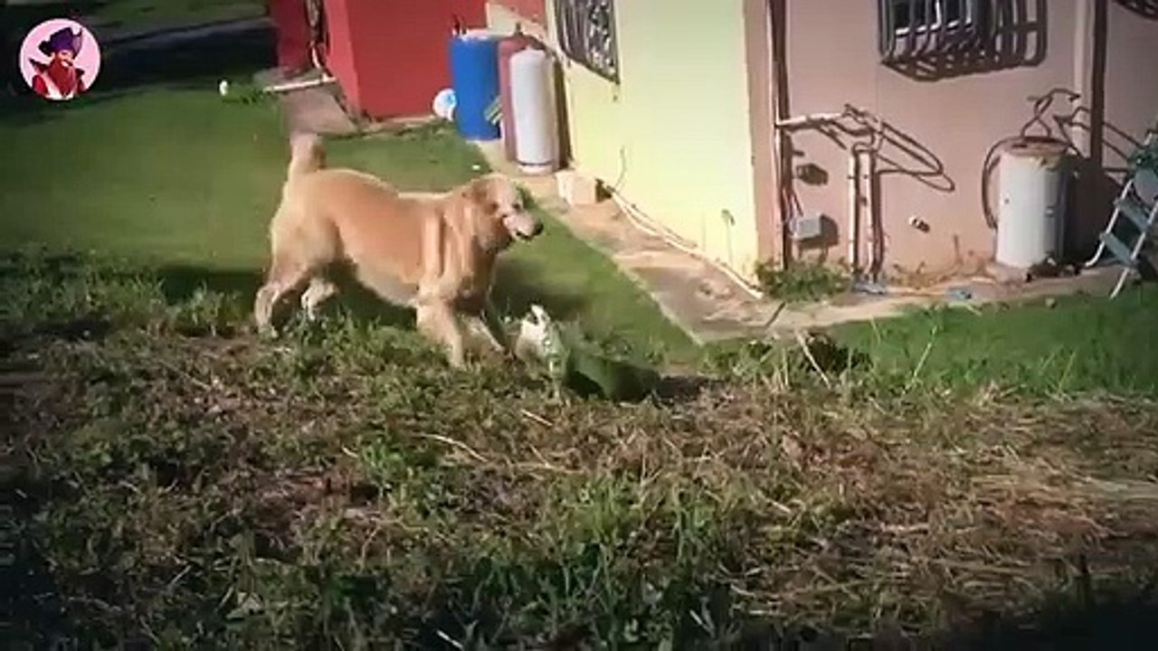 35 Mal haben sich Raubtiere mit der falschen Beute angelegt