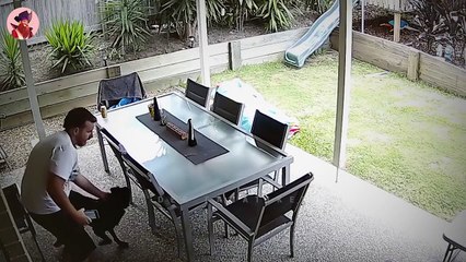 20 außergewöhnliche Tiere, die Menschen gerettet haben