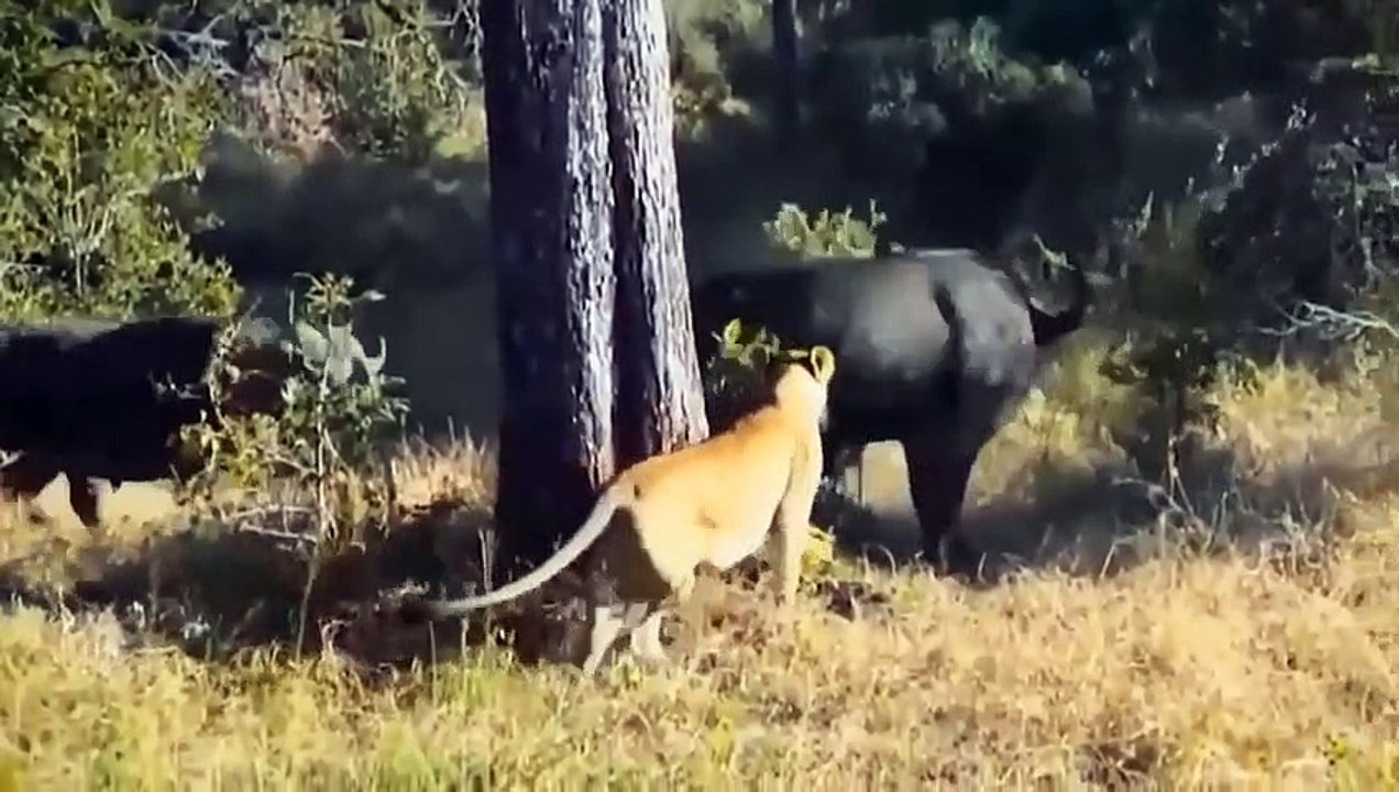 Amazing Buffalo! The Male Buffali Uses His Horns To Return The Lion's Attack