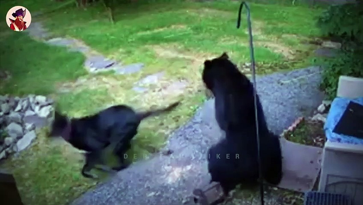 50 Tiere, die sich mit dem falschen Gegner angelegt haben