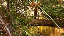 Amezing! Mongoose Civets Fight Fiercely To Survive When Attacked By Cobra