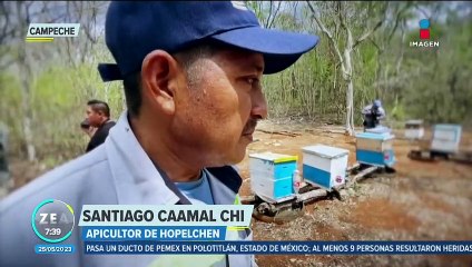 Reportan la muerte masiva de abejas en Campeche