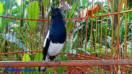 suara burung kacer ngacor terus