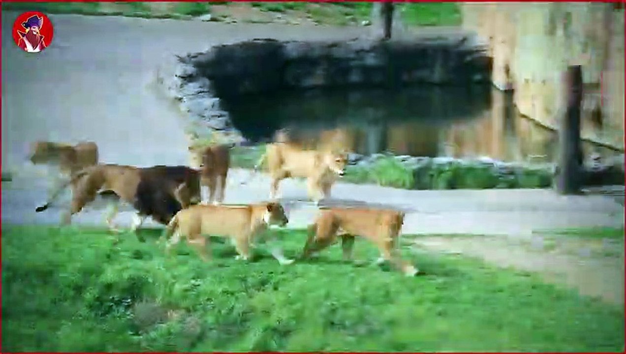 15 Tiere, die ihre eigene Art töten