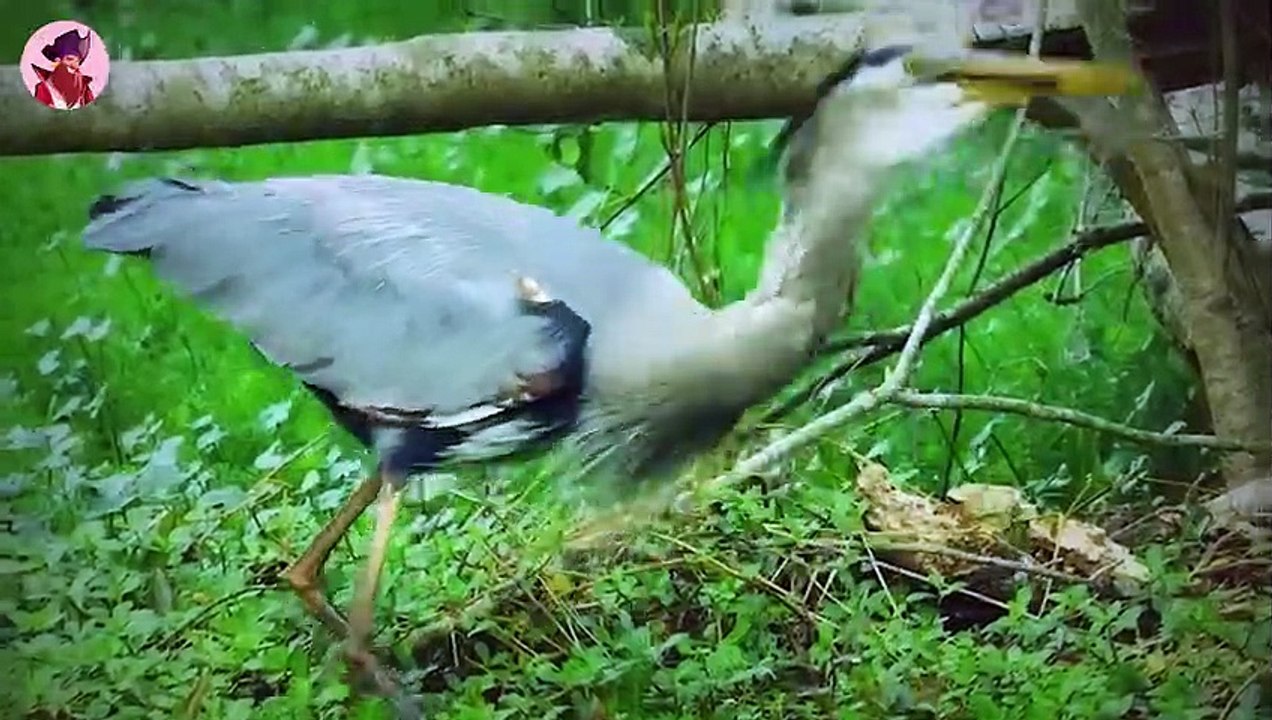 Wie der Blaureiher jagt und Beute fängt