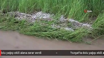 Yozgat'ta dolu yağışı ekili alana zarar verdi