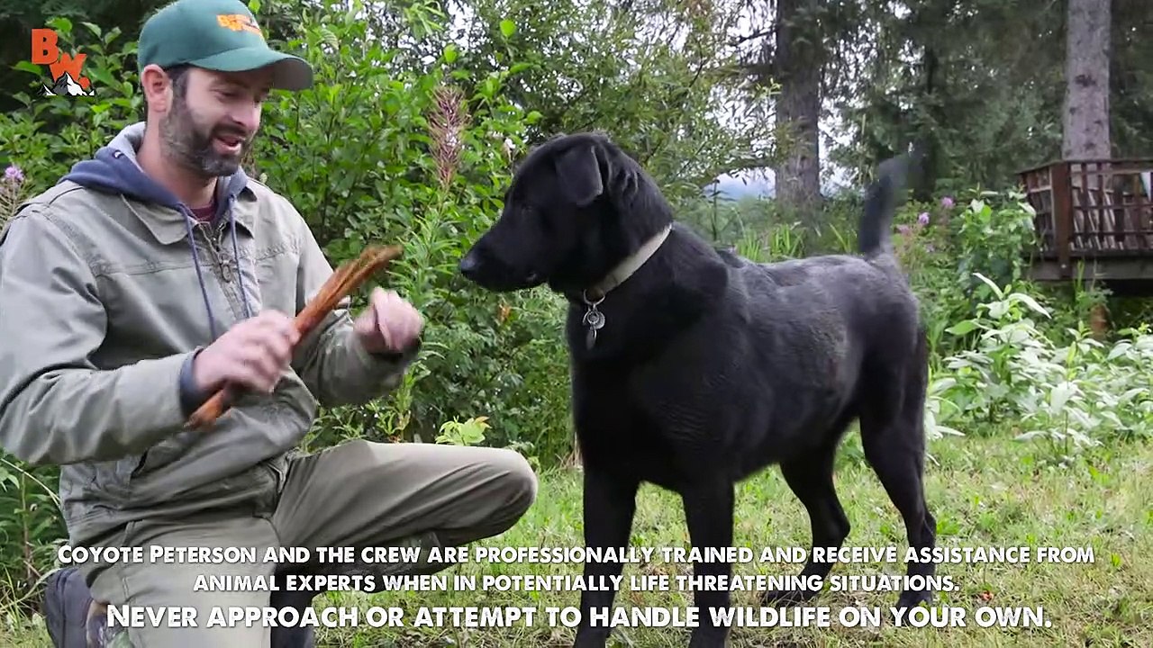Alaska's Only Toad!