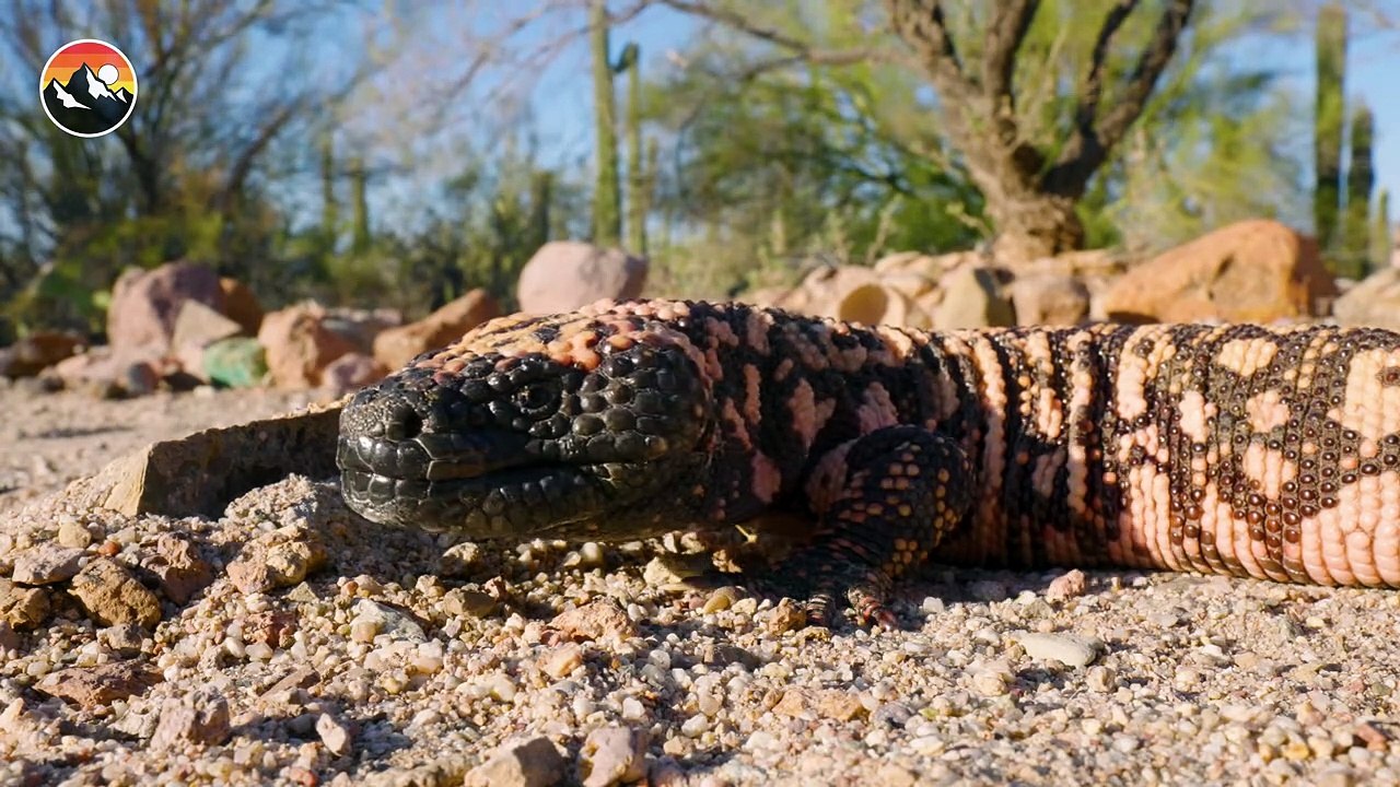 Beaded Lizard vs. Gila Monster!
