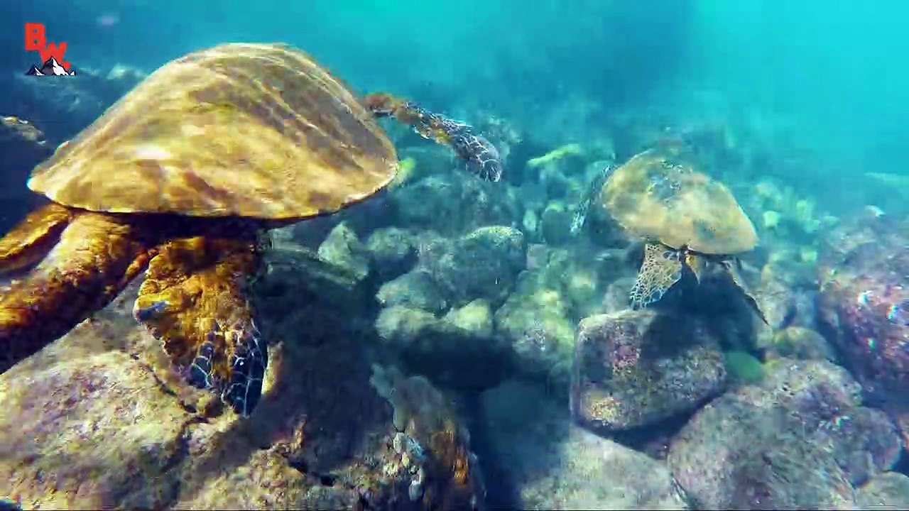 Diving with Sea Turtles!